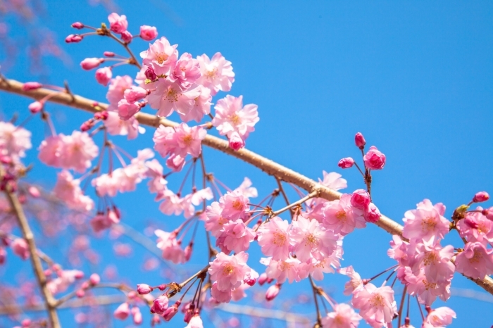 寒緋桜とソメイヨシノが楽しめます