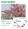 穂谷川桜並木 特集 枚方市のお花見スポット まいぷれ 枚方市
