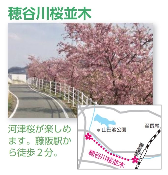 穂谷川桜並木 特集 枚方市のお花見スポット まいぷれ 枚方市 穂谷川桜並木 特集 枚方市のお花見スポット まいぷれ 枚方市
