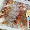 「魚魚市場鮮魚コーナーおすすめは「ホーボー・ビンチョウマグロ」です♪」