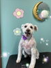 「可愛い子ちゃん♡ Dog salon mofu mofu 余市町」