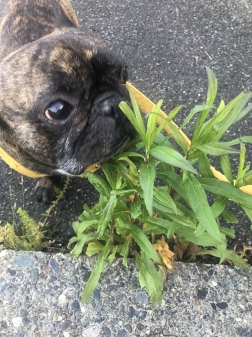 まつおと草「今日は愛犬の日です！★【新潟市西区のカニ屋！】」