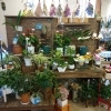 「観葉植物値下げしました」