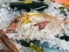 「魚魚市場鮮魚コーナーおすすめは「大鯛・カマス」です♪」