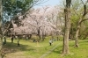 豊中市 桜開花状況 18年3月29日現在 とよなか桜特集 お花見スポット まいぷれ 豊中市 豊中市 桜開花状況 18年3月29日現在 とよなか桜特集 お花見スポット まいぷれ 豊中市
