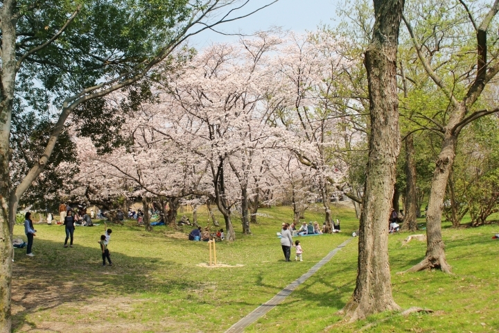 豊中市 桜開花状況 18年3月29日現在 とよなか桜特集 お花見スポット まいぷれ 豊中市 豊中市 桜開花状況 18年3月29日現在 とよなか桜特集 お花見スポット まいぷれ 豊中市