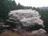 木によっては、今週末に見ごろを迎える桜もあります。「今週末の天気は晴れ予報！！」