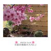 「桜の木」
