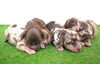 「ミニチュアダックス子犬情報」