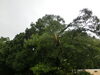 「暴風雨で木が･･･木がぁぁぁ」