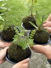 「中学生4人が植木屋さんのお仕事を体験！🌿「夢わーく体験」」