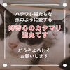 「今さらですが…猫丸ってどんな人？という方へ、カンタン自己紹介（=^ェ^=) 整体・オイル・リーディング・占い・顔そり・氣功」