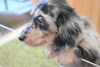 「ミニチュアダックス子犬情報」