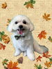 「Dog salon mofu mofu　余市町」