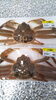 「本日のおすすめ　松葉ガニ！！【桂の鮮魚店　桂魚伊】」