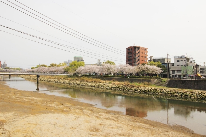 甲突川河畔 お花見するならココ 鹿児島市 日置市の桜特集 まいぷれ 鹿児島 日置 甲突川河畔 お花見するならココ 鹿児島市 日置市の桜特集 まいぷれ 鹿児島 日置