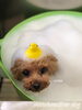 サランちゃんりんごのお風呂中〜「秋のオプションキャンペーン　（＾ν＾）」