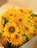 「ひまわりのボトルフラワーです♡【宮崎/プロポーズ/ボトルフラワー/アフターブーケ/生花保存/生花加工/ドライフラワー】」