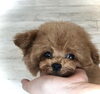 はれちゃんbabyな頃　（＾ν＾）「ご家族きまりました　(*´ω｀*)」