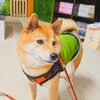 「今日のお友達」