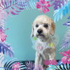 「Dog salon mofu mofu　余市町」