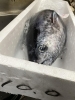 「メジマグロ（本マグロのこども）【鴻巣市寿司屋　寿し屋のいしい】」