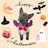 「Dog salon mofu mofu　余市町」