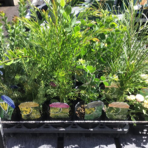 アカシアmix「お庭に植えたい人気の樹木、色々入荷しています。」