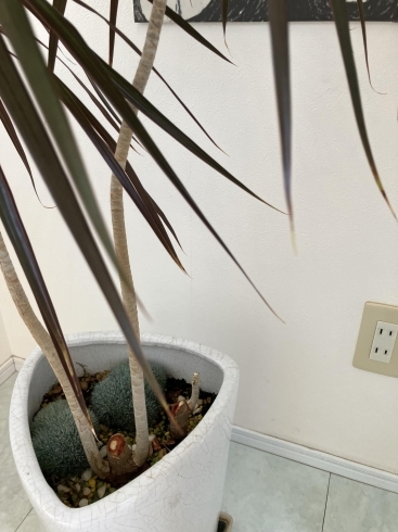 「営業所もクリスマス気分に♪」