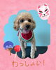 「Dog salon mofu mofu　余市町」