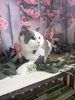 「🐾 夏仕様になったシオンと、コハクの反応😂」