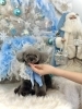 くるみちゃん　可愛いハイシニアさん「2025 Merry Xmas🎄」
