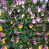 花苗　ビオラ「♬　寄せ植え　♬」