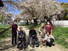 「満開の桜の下でお花見タイムを楽しみました」