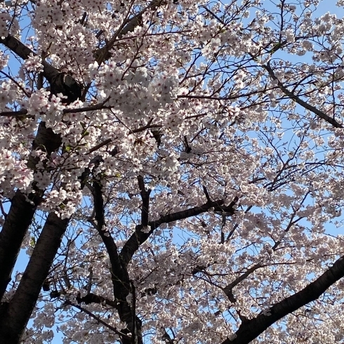 桜の和歌などを知ればお花見の楽しさも倍増♪「納豆を食べられるようになりました♪　【伊丹の幼児・小学生・中学生指導塾　本物の国語・英語を学ぶ】」
