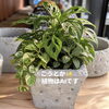 「セメント鉢【福島市観葉植物専門店greenfeel】」
