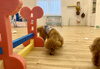 とわくんバー回避　😅「ましゅまろ幼稚園🐾　金曜日パート2」