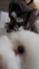 Play time「ðŸ¶ãƒšã‚ニーズã€ãƒ“ションフリーゼã€ãƒˆãƒªãƒŸãƒ³ã‚°ã®ãŠå‹é”&1æ—¥ãŠé ã‹ã‚Šã®ãŠå‹é”ðŸ“ã€