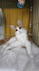 猫アレルギーと毎日戦ってます笑「ペットの事を深く知り絆が深まる❣️数霊術ペット診断! 【札幌北区篠路プライベートサロン　Te-tora】 美軸・数霊術カウンセリングも好評！脳波と骨格を整え睡眠の質を上げる安眠エステ」