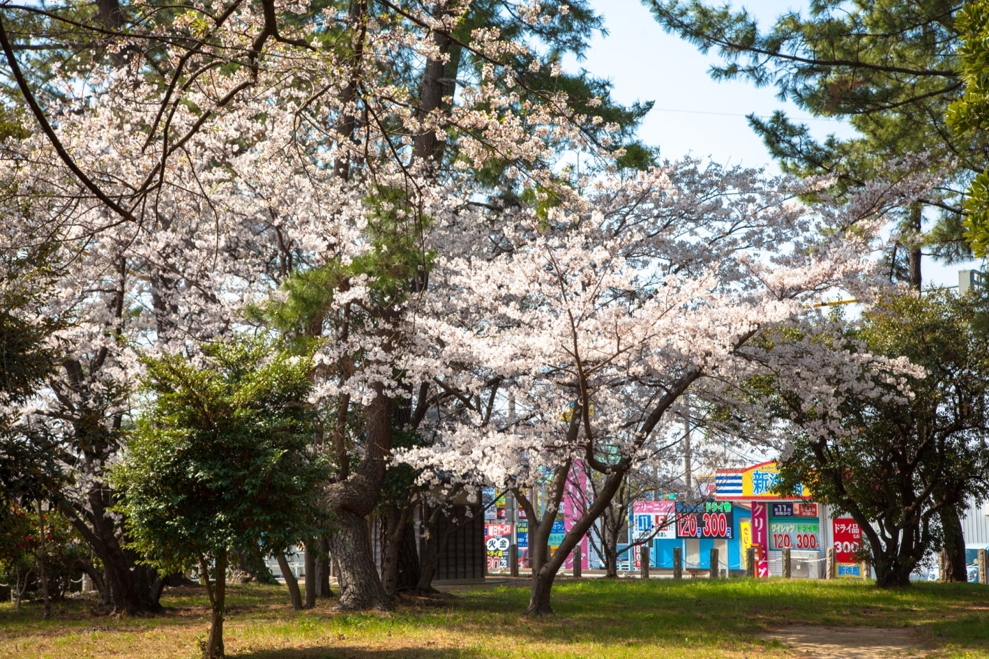 高取神明宮の桜はひっそりと佇んでいます