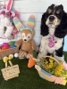 アメリカンコッカー　シャンプー「🐶コッカー、フレブル、トリミングのお友達🐣」