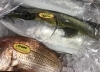 「魚魚市場鮮魚コーナーおすすめは「シビマグロ・アマダイ」です♪」