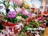 「贈り物だけでなく生活の一部にも！花やグリーンに癒される。魚沼市の花屋、佐藤花店。」