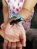 クワガタ「立山昆虫王国♪カブトムシに大興奮！(;ﾟ∀ﾟ)=3」