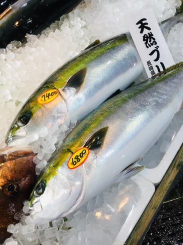 「西海物産館魚魚市場鮮魚コーナーおすすめ商品は「特売！伊勢海老」です♪」
