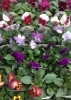 花苗　パンジー「♬　寄せ植え　♬」
