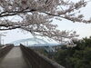 「西海橋物産館　桜情報🌸」