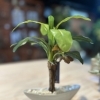 おすすめグリーンポット🌿