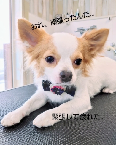 Dogsalonsent 今日のお客様 千歳ドッグサロン 千歳トリミングサロン 千歳トリミング 千歳ペットサロン 千歳ペットホテル トリミングサロン トリミング ドッグサロン チワワ シャンプー 怖がりさん 社会化期 社交性 Dog Salon Sentのニュース まいぷれ 千歳 恵庭