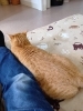 「集まり出すねこちゃんたち」